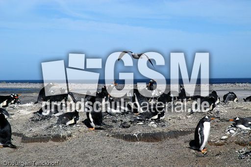 Raubmöve (Skua) (5 von 16).jpg